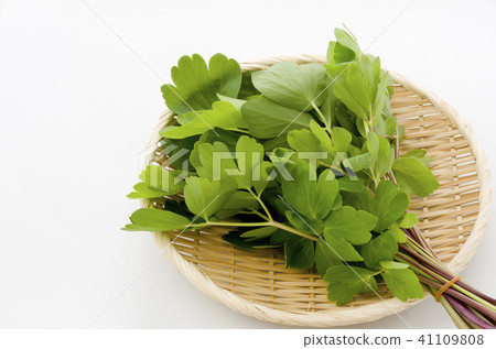 長壽草(鈕扣弓魚) 長壽草(鈕扣弓魚) 41109808