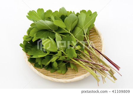 長壽草(鈕扣弓魚) 長壽草(鈕扣弓魚) 41109809