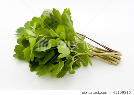 長壽草(鈕扣弓魚) 長壽草(鈕扣弓魚) 41109810