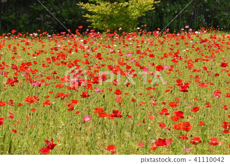 Poppy bloom 41110042