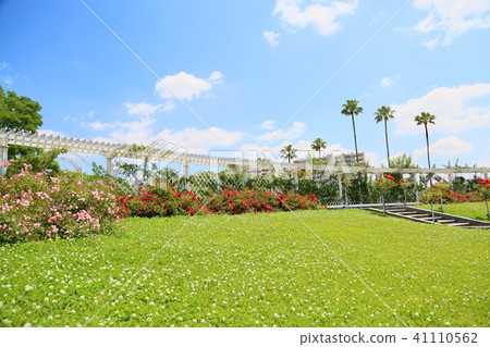 Early summer rose garden Early summer rose garden 41110562