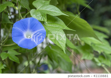 Blue morning glory 41110881