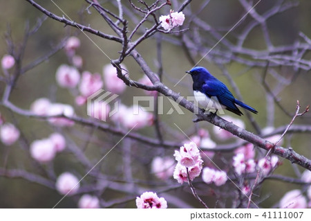 美麗的早春ooluri 41111007