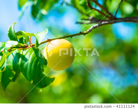 有機耕種成熟李子 有機耕種成熟李子 41111124