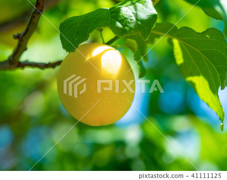 有機耕種成熟李子 有機耕種成熟李子 41111125