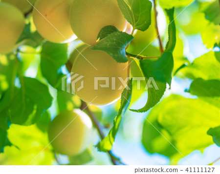 Ripe plum of organic cultivation Ripe plum of organic cultivation 41111127