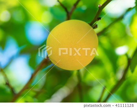 有機耕種成熟李子 41111128