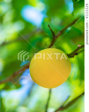 有機耕種成熟李子 有機耕種成熟李子 41111129