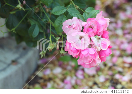 初夏的安吉拉玫瑰花 初夏的安吉拉玫瑰花 41111142