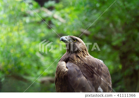 Eagle in the forest Eagle in the forest 41111366