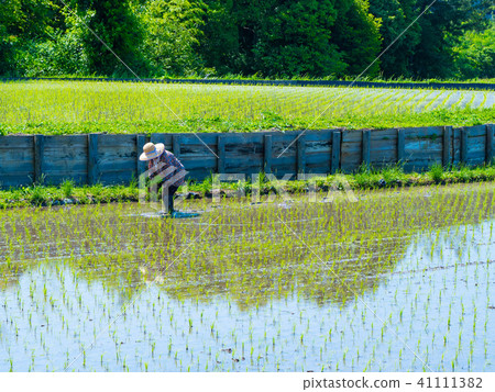 水稻種植 41111382