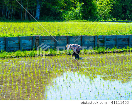 Rice planting 41111403
