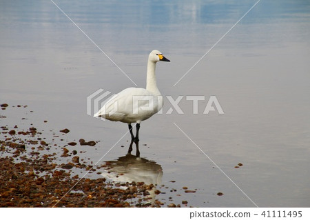 Swan of Inawashiro Lake (Fukushima Prefecture · Hunan Town) 41111495