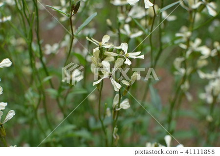 Arugula flowers 41111858