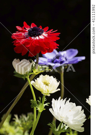 黑色後面銀蓮花屬花 41111992