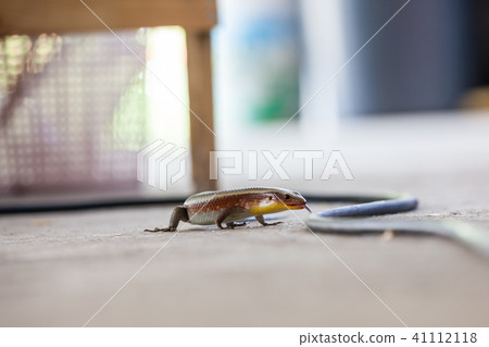 an skink lizard an skink lizard 41112118
