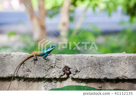 An Calotes mystaceus An Calotes mystaceus 41112135