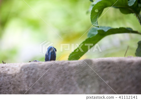 An Calotes mystaceus An Calotes mystaceus 41112141