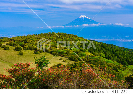 [Shizuoka Prefecture] Mt. Fuji Spring, Izu Daruma Mountain Plateau 41112201
