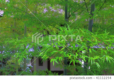 竹林和老私人住宅 竹林和老私人住宅 41112254