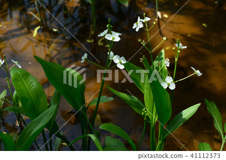 Moist Plants Herahodomodaka Moist Plants Herahodomodaka 41112373