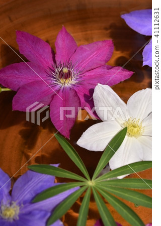 Clematis Clematis 41112631