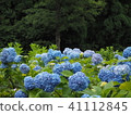 繡球花田 41112845