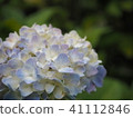 白色繡球花 41112846