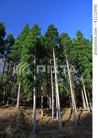 雪松森林（垂直） 41112848