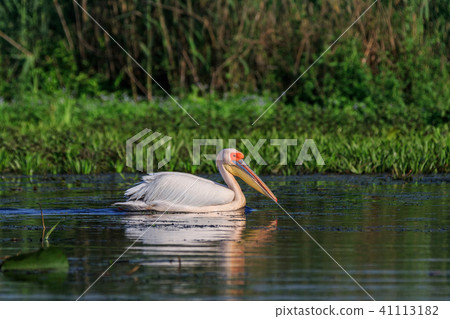 white pelican in Danube Delta, Romania white pelican in Danube Delta, Romania 41113182