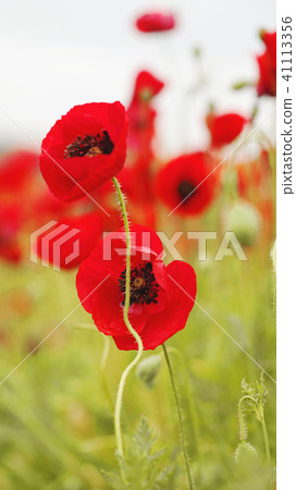 field of flowering red poppies field of flowering red poppies 41113356