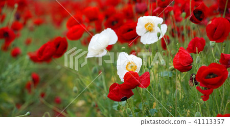 field of flowering red poppies 41113357