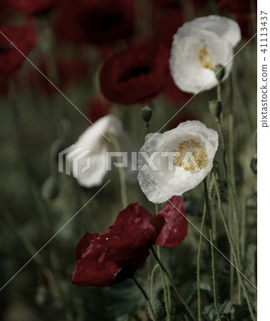 field of flowering red and whites poppies field of flowering red and whites poppies 41113437