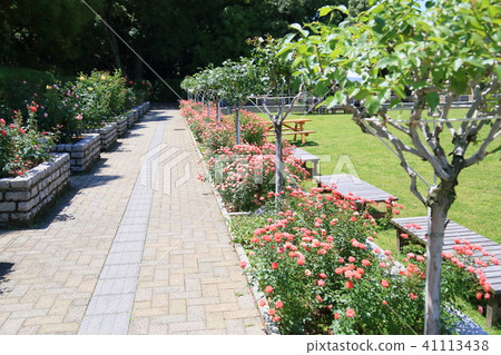 初夏玫瑰園 41113438