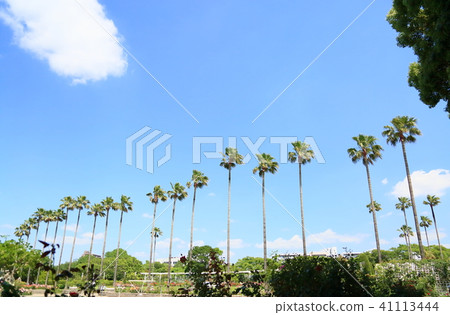 Early summer park Palm tree Early summer park Palm tree 41113444