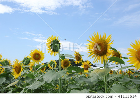 向日葵田 41113614
