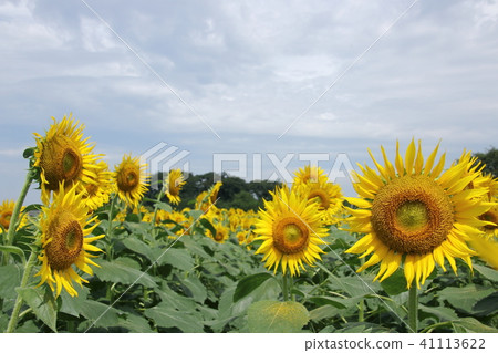 向日葵田 41113622