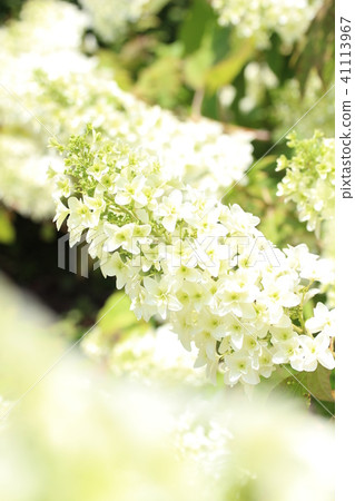 生日快樂派對 41113967