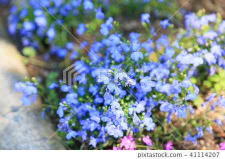 半邊蓮花 41114207
