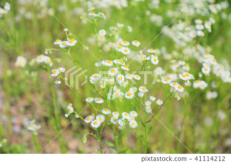 Himejoon flower 41114212