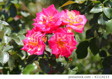 初夏玫瑰查爾斯頓花 41114213