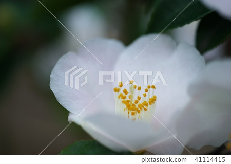 Yurihara Park in full bloom Yurihara Park in full bloom 41114415