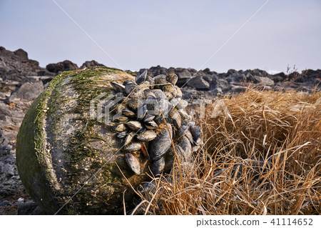 韓國濟州島 韓國濟州島 41114652