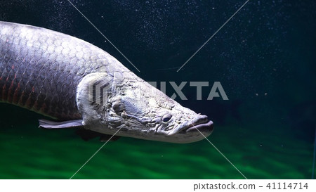 Popular person of Otaru aquarium 41114714