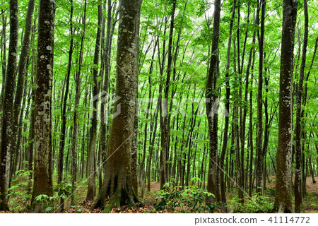 Fresh green beauty forest in Tokamacho city, Niigata prefecture Fresh green beauty forest in Tokamacho city, Niigata prefecture 41114772
