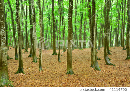 Fresh green beauty forest in Tokamacho city, Niigata prefecture 41114790