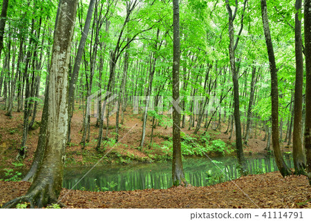 新鮮的綠色秀麗森林在Tokamacho市，新潟縣 41114791
