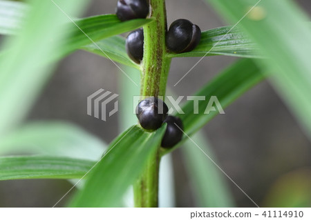 Demon Ogre's bamboo 41114910
