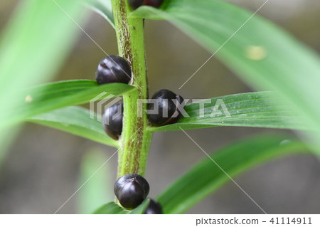 Demon Ogre's bamboo 41114911