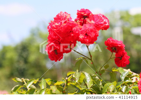 Early summer rose trumpeter flower Early summer rose trumpeter flower 41114915